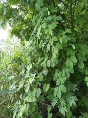 Humulus lupulus