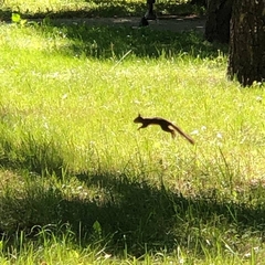 Sciurus vulgaris