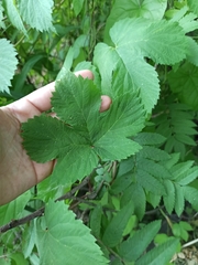 Humulus lupulus