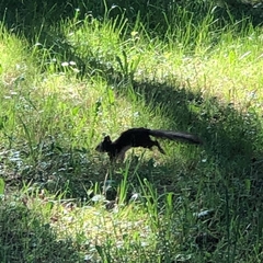 Sciurus vulgaris