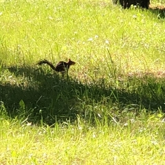 Sciurus vulgaris