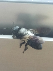 Megachile disjuncta