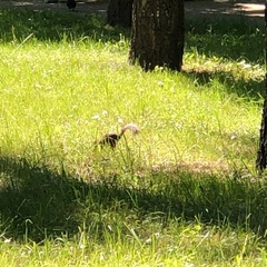 Sciurus vulgaris