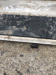 Armadillidium vulgare