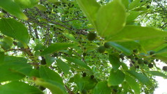 Celtis laevigata