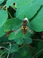 Helophilus pendulus