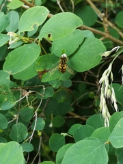 Helophilus pendulus