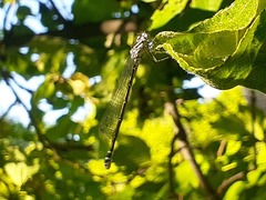 Coenagrion pulchellum