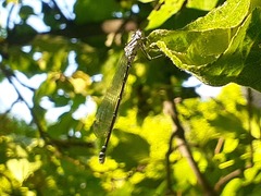 Coenagrion pulchellum