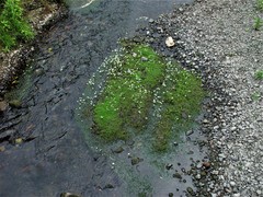 Ranunculus × bachii