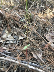 Neottia bifolia