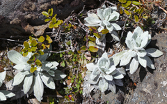 Gaultheria colensoi