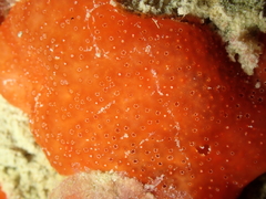 Polysyncraton lacazei
