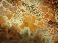 Stolonica socialis