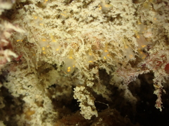 Pycnoclavella aurilucens