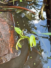 Sagittaria sagittifolia