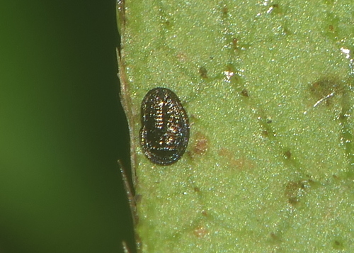 Aleuroclava rhododendri