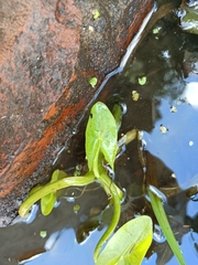 Sagittaria sagittifolia