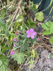 Geranium palustre
