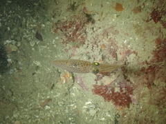 Alloteuthis subulata