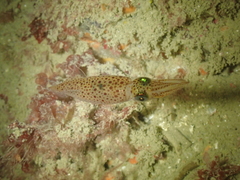 Alloteuthis subulata