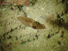 Alloteuthis subulata