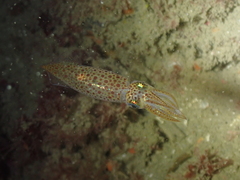 Alloteuthis subulata