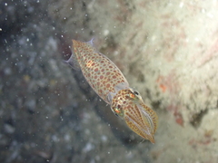 Alloteuthis subulata