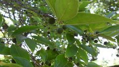 Celtis laevigata