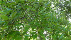 Celtis laevigata