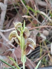 Pterostylis orbiculata