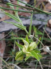 Pterostylis orbiculata