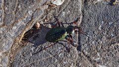 Carabus fabricii