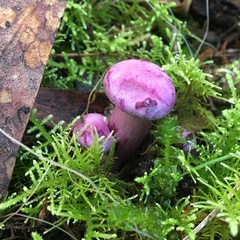 Hygrocybe cheelii