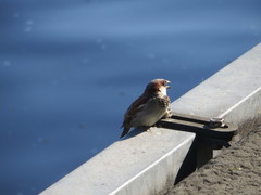 Passer domesticus