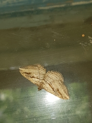 Costaconvexa polygrammata