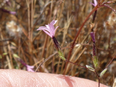 Lessingia micradenia