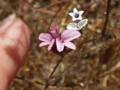 Lessingia micradenia