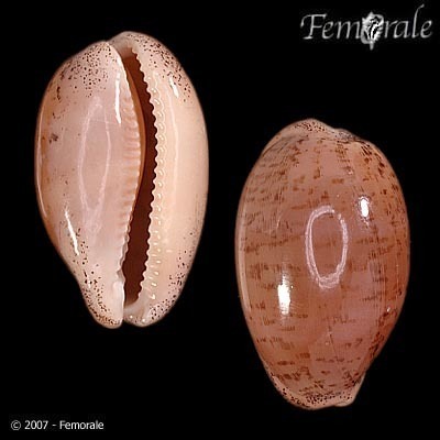 Atlantic Grey Cowry
