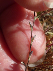 Lessingia micradenia
