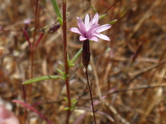 Lessingia micradenia