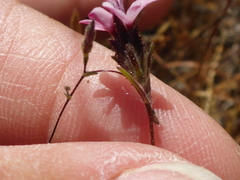 Lessingia micradenia