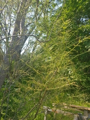 Tomostethus nigritus