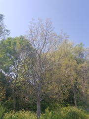 Tomostethus nigritus