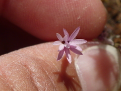 Lessingia micradenia