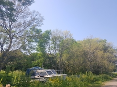 Tomostethus nigritus