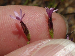 Lessingia micradenia