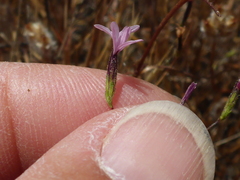 Lessingia micradenia
