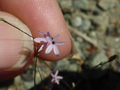 Lessingia micradenia