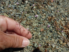 Lessingia micradenia